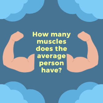Dark blue background with light blue clouds around the borders. Yellow text in the centre reads "how many muscles does the average person have?". Arms with the biceps muscle flexed on either side of the text. 