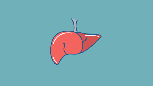 Light green background with red animated image of a liver with blue outline. 