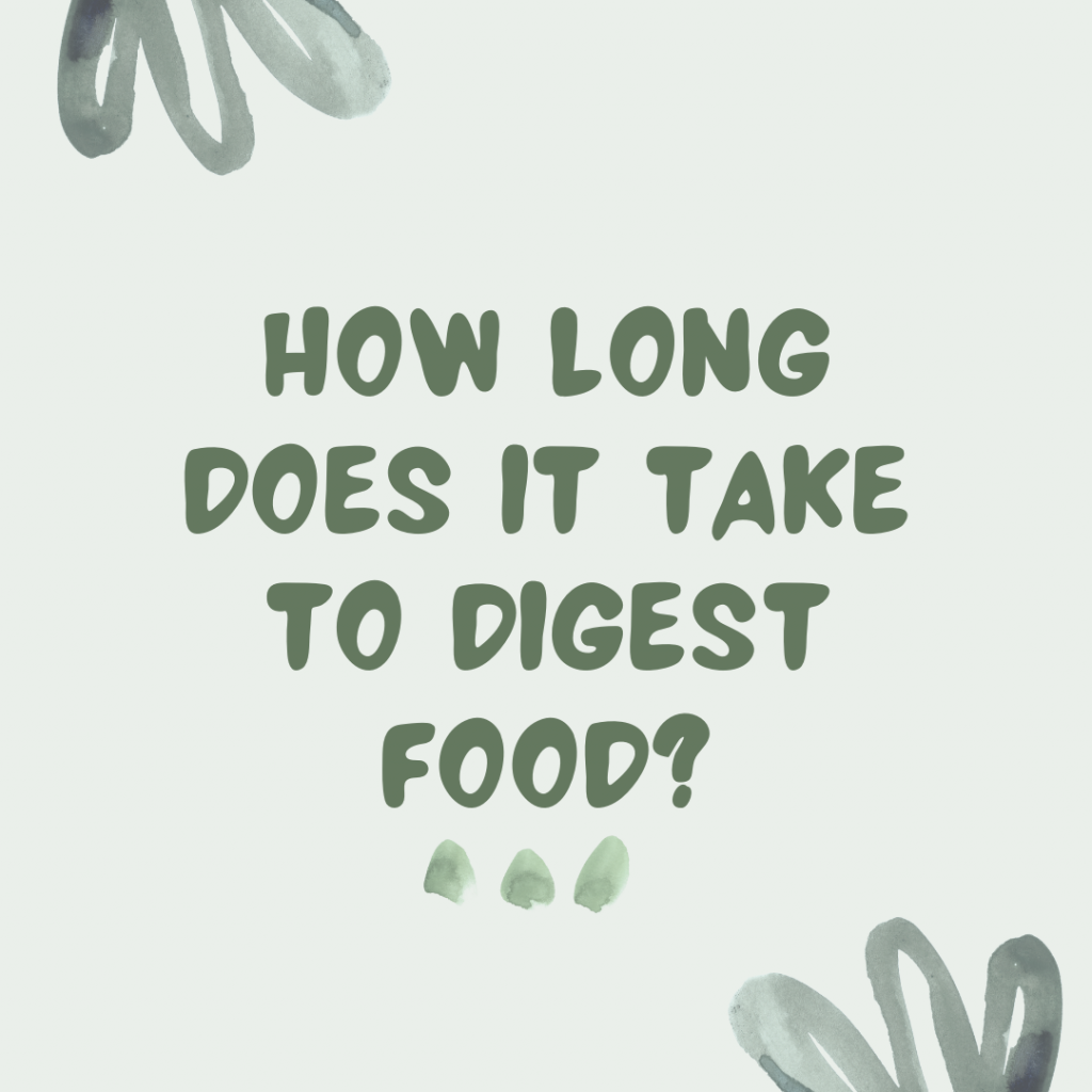 Light green background with dark green text reading "how long does it take to digest food?".