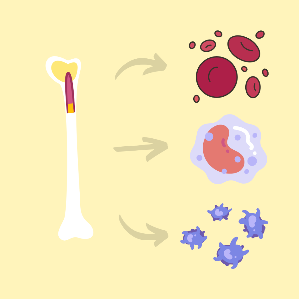 Light yellow background. White image of long bone on left with arrows next to it pointing to the right of the image. Image of red blood cells, white blood cells and platelets on the right. 