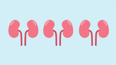 Light blue background. 
Three identical, animated images of kidneys. 