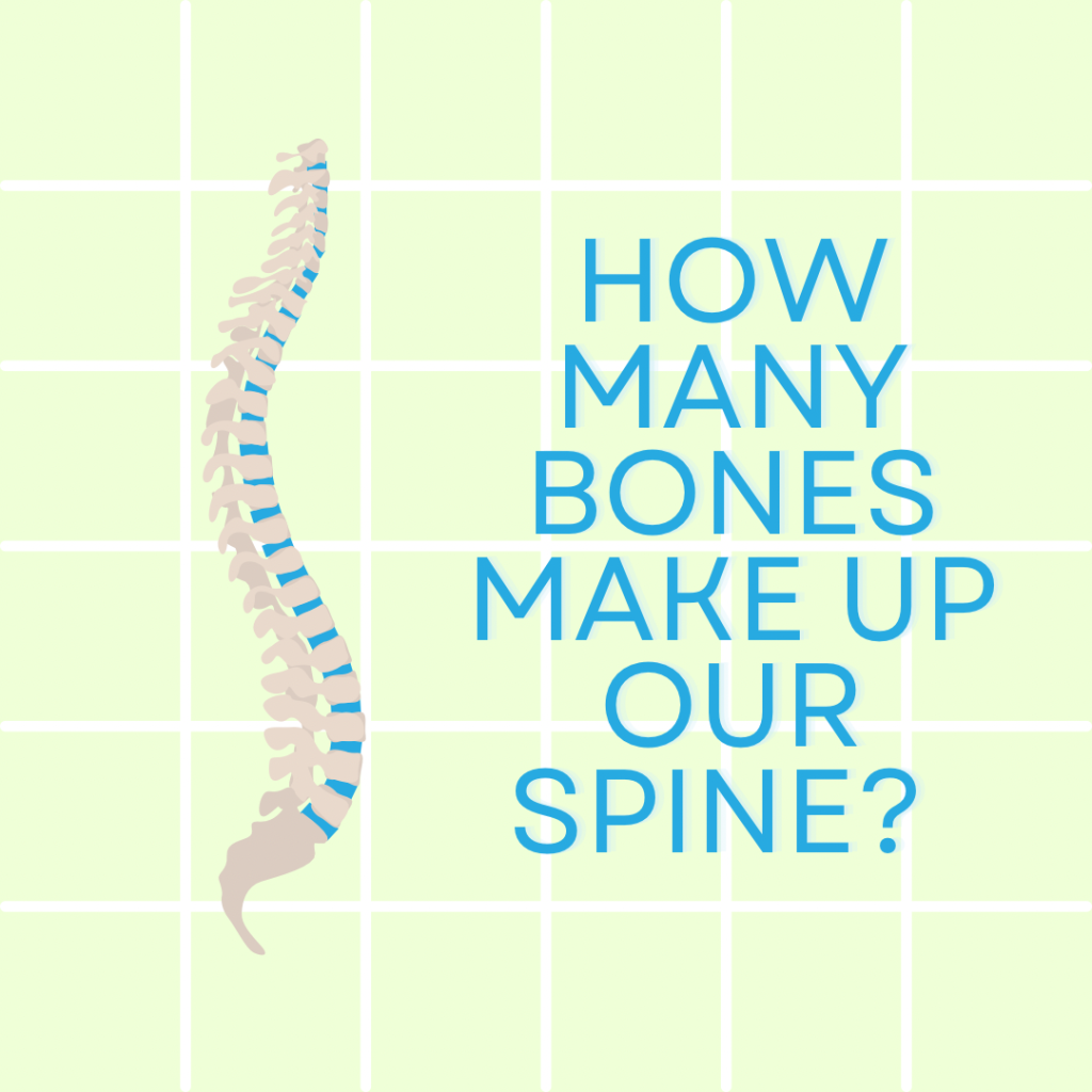 Light green background with white grid over the top. The left of the image contains an animated picture of a spine. The right side contains blue text that reads “How many bones make up our spine?”. 